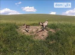 main photo - 153428