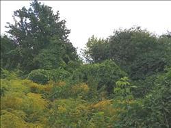 main photo - 246579