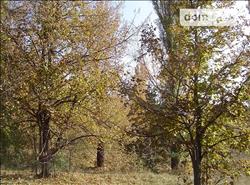 main photo - 93236