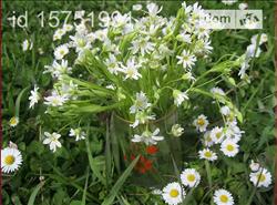 main photo - 99768