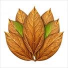 magazin-listovogo-tyutyunu-tobacco-leaf-shop-id771690.html Image2091252