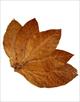 magazin-listovogo-tyutyunu-tobacco-leaf-shop-id771690.html Image2091254