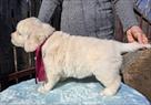 elitnye-shchenki-zolotistogo-retrivera-vernye-druzya-i-gordost-vashey-semi-id773172.html Image2093968