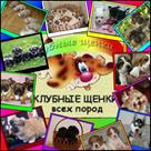 priglashaem-vsekh-vladeltsev-porodistykh-sobak-v-sumskoy-oblastnoy-klub-sobakovodstva-wku-id773595.html Image2095391