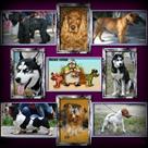 priglashaem-vsekh-vladeltsev-porodistykh-sobak-v-sumskoy-oblastnoy-klub-sobakovodstva-wku-id773595.html Image2095393