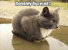 kastratsiya-sterilizatsiya-veterinarnaya-pomoshch-vyzov-vet-vracha-na-dom-id516014.html Image816422